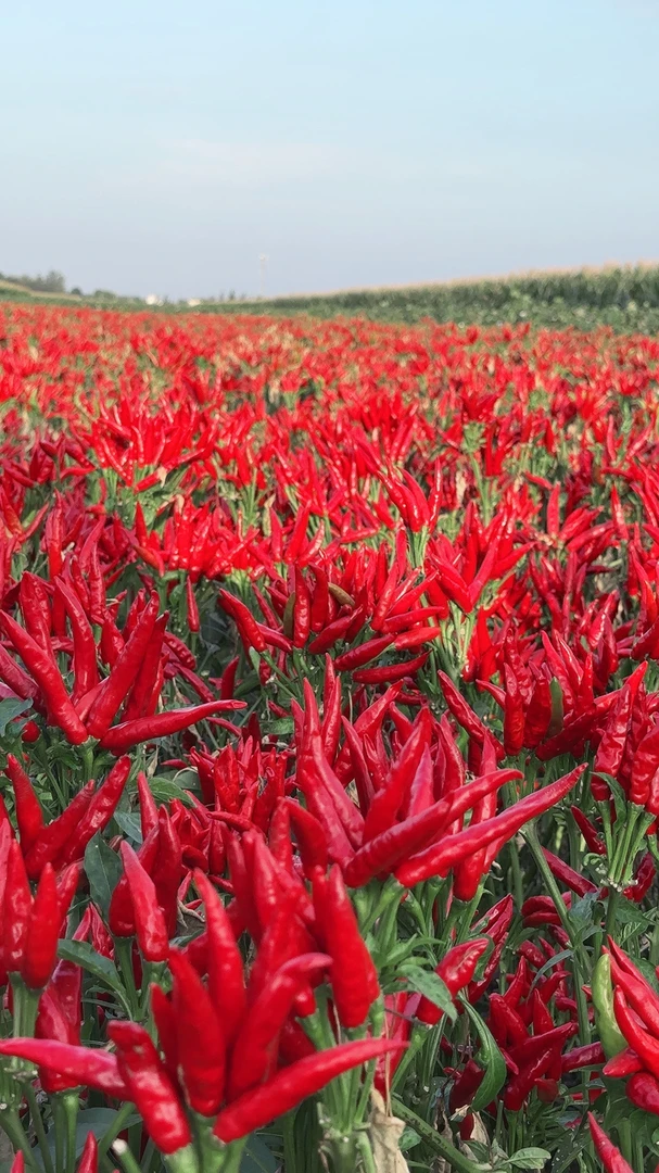 金满丰盛神鹰十九辣椒助剂