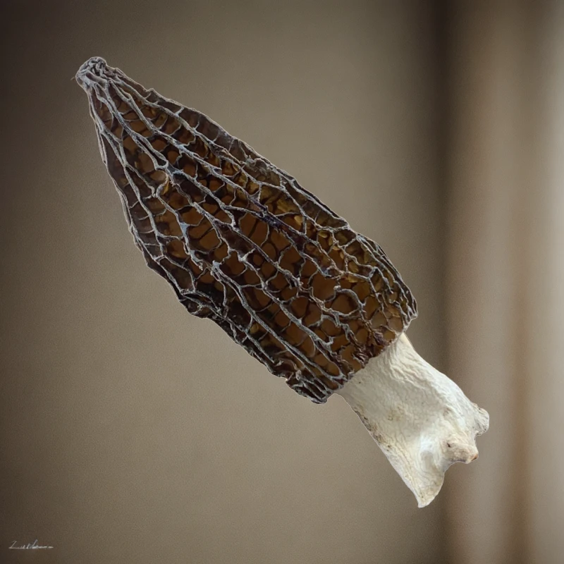 干货羊肚菌头茬，8公分以上的无渣，包邮100克只要200元