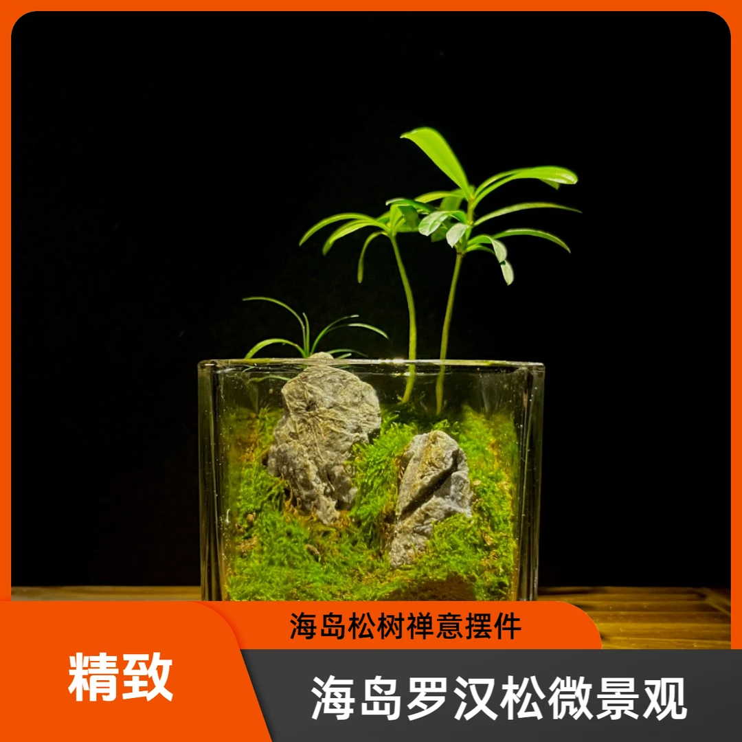 生态瓶青龙石杜鹃木组合创意手微景观成品室内桌面耐阴好养高品质