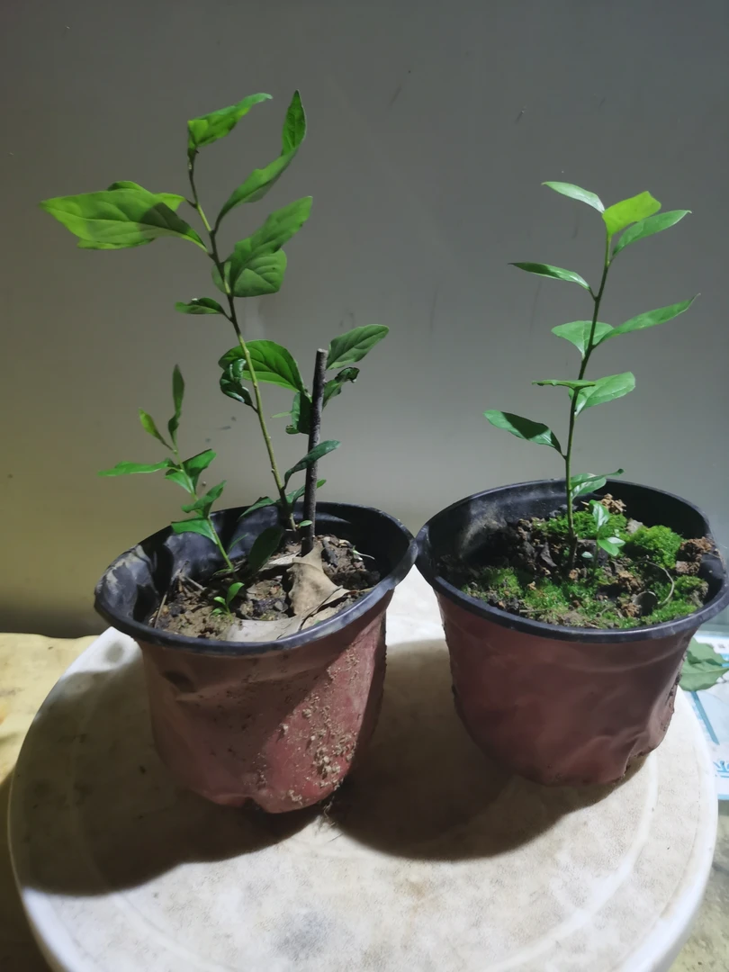 老鸦柿绿植挂果场地源头出售生桩熟桩根苗籽播苗扦插苗低价