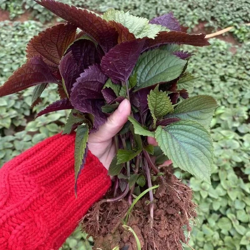 正宗农家紫苏苗带土发货5棵250g农家紫苏幼苗可盆栽可食用香味浓