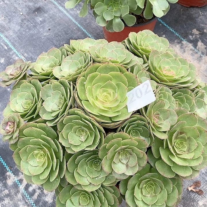 万圣节多肉大手捧，大老桩