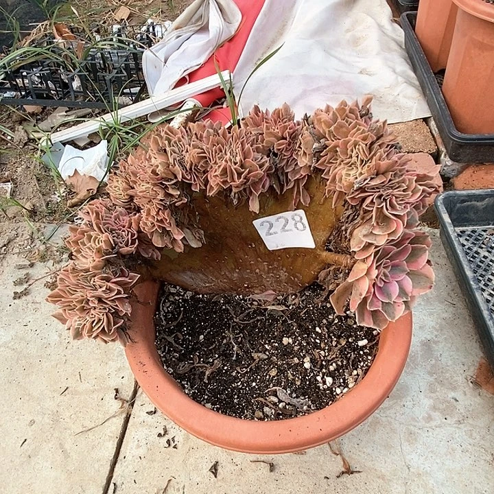 粉女巫缀化多肉植物裸根发货