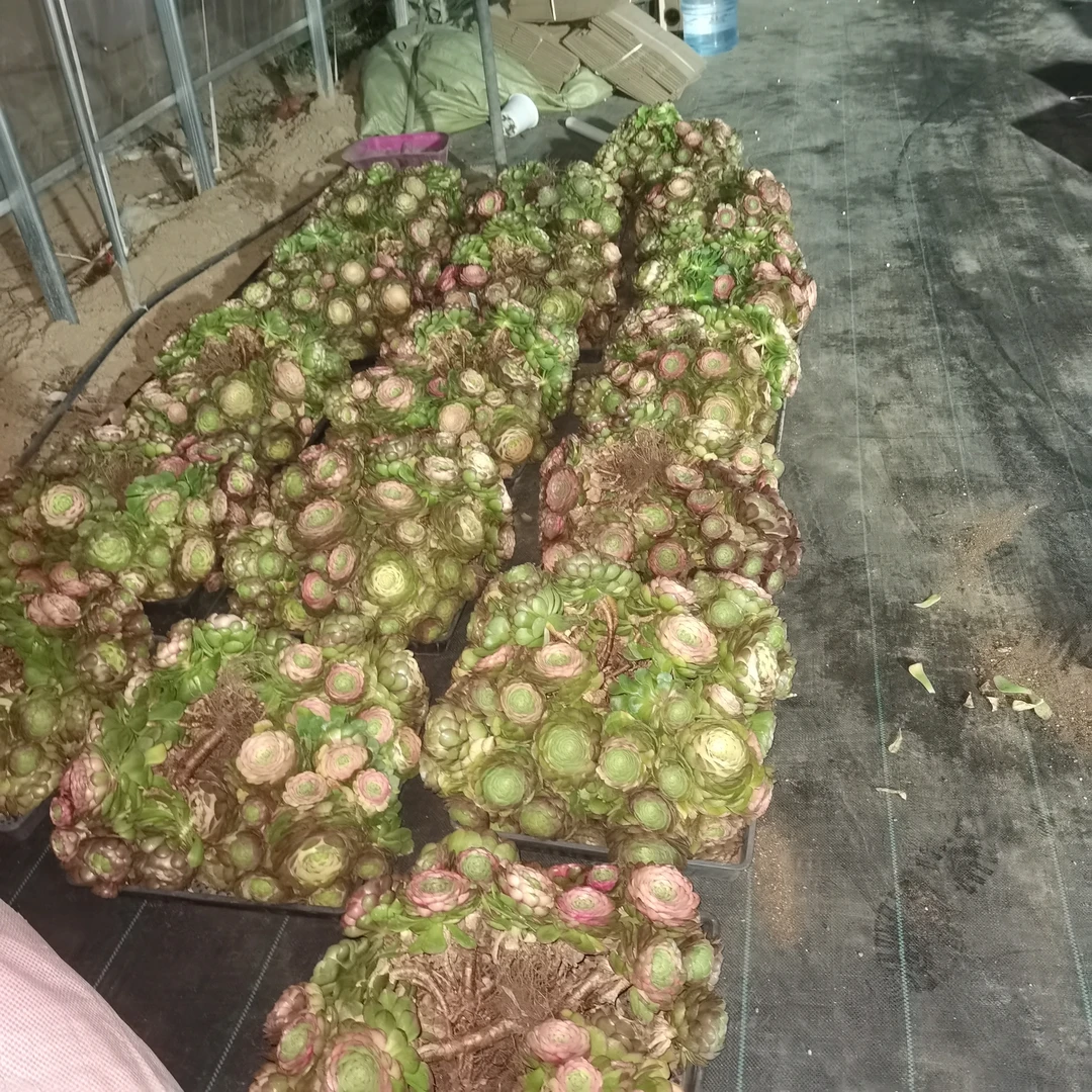 万圣节超大大老桩 随机赠送小颗法师 裸根发货叶子擦伤断枝不包损