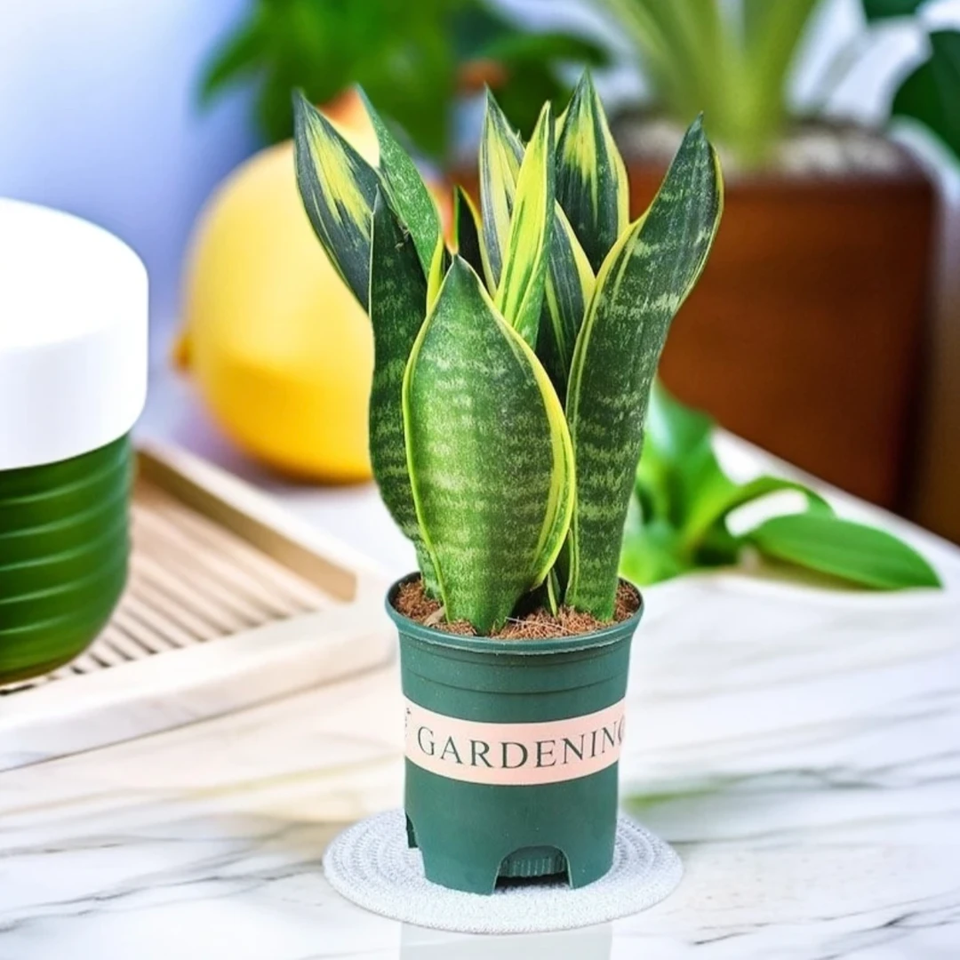 金边虎皮兰矮种宽叶新房吸甲醛防辐射净化空气多肉植物卧室绿植