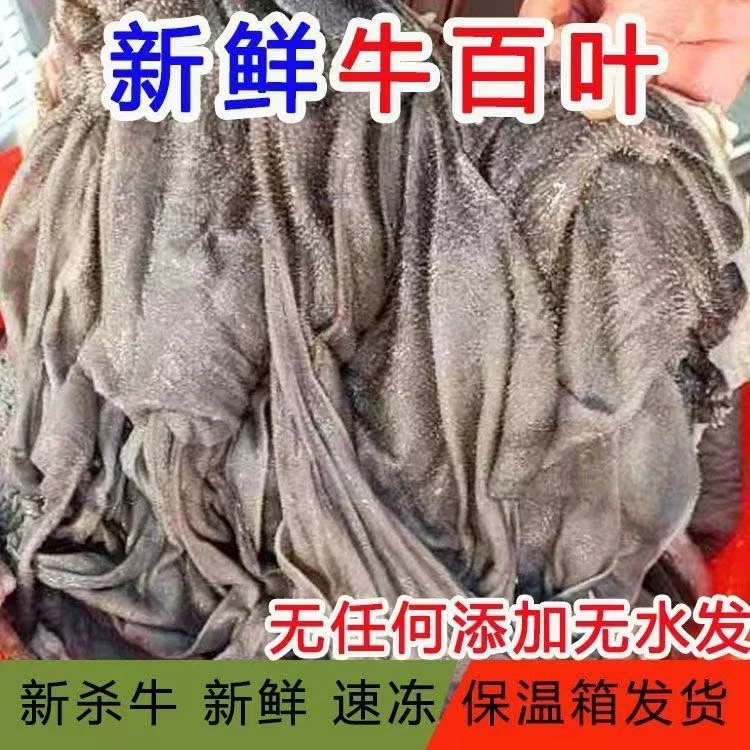 新鲜牛百叶-不泡发涮火锅佳品 固形物含量80%以上