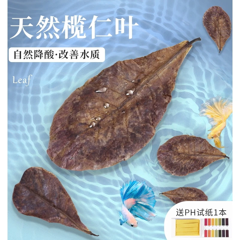 泰国斗鱼适用榄仁叶酸碱度调节养龟龙眼叶鱼缸ph调节剂懒人叶造景