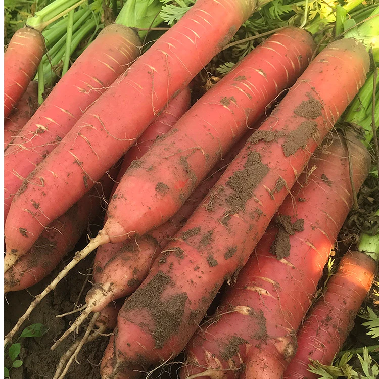 【不是胡萝卜】透心红水果萝卜沙土地种植生吃蔬菜现挖先发新鲜蔬菜