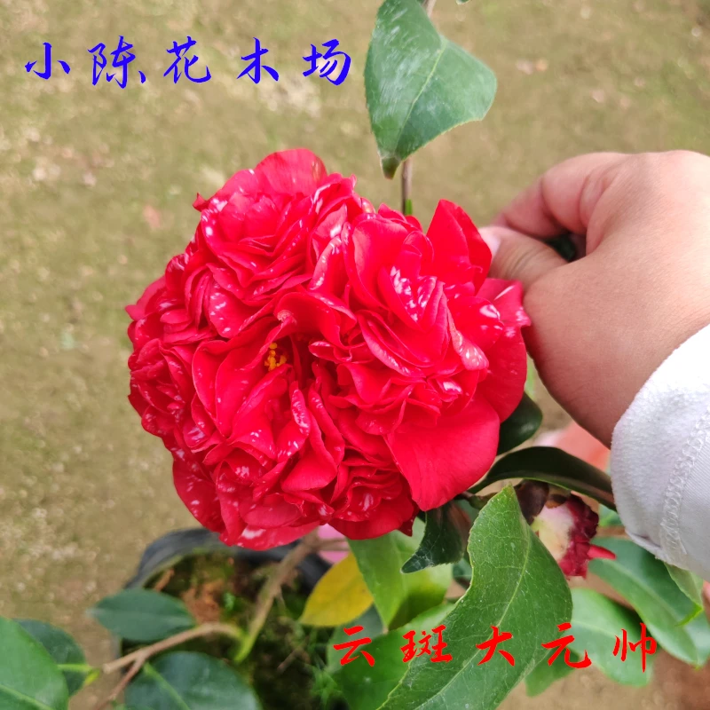 【云斑大元帅】大红复色白斑大花朵原生苗 云南山茶花树苗小苗盆栽