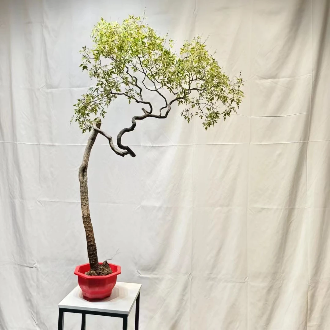 小叶黄荆盆景盆栽