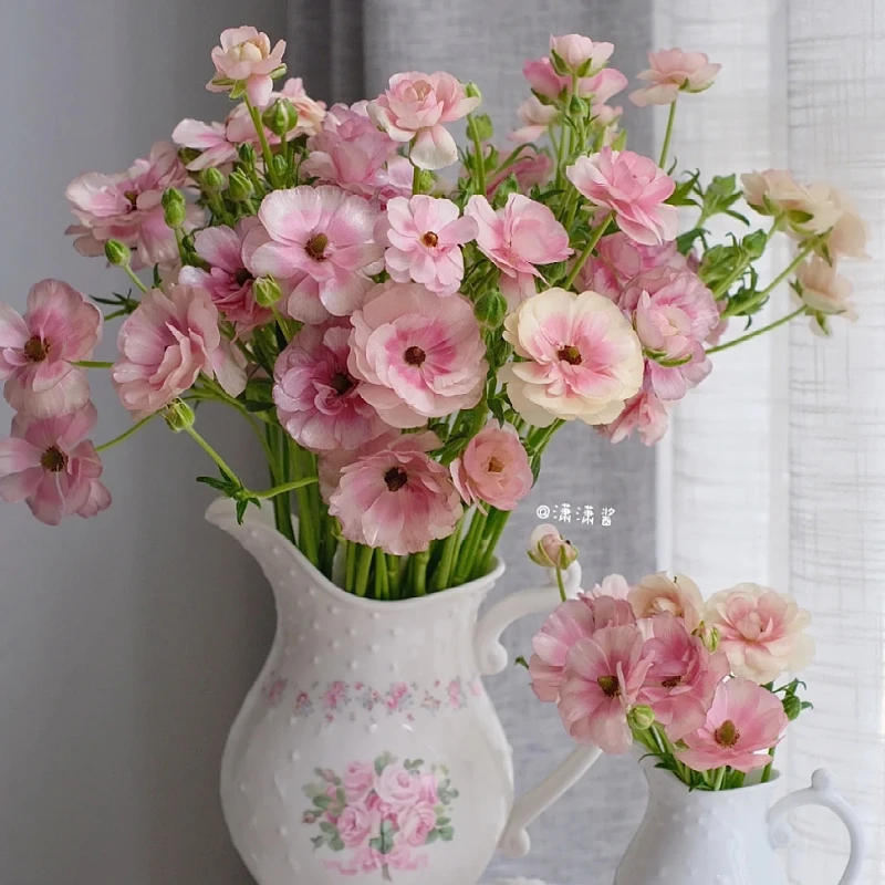 现货蝴蝶锦鲤河内洋牡丹花毛茛干球 室内外盆栽地栽9月种