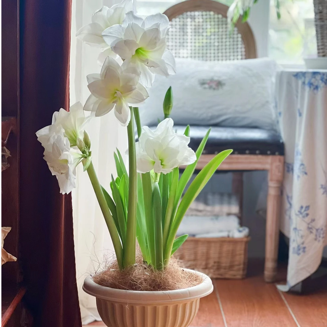 【阿弗雷】22/24南非进口朱顶红包对版