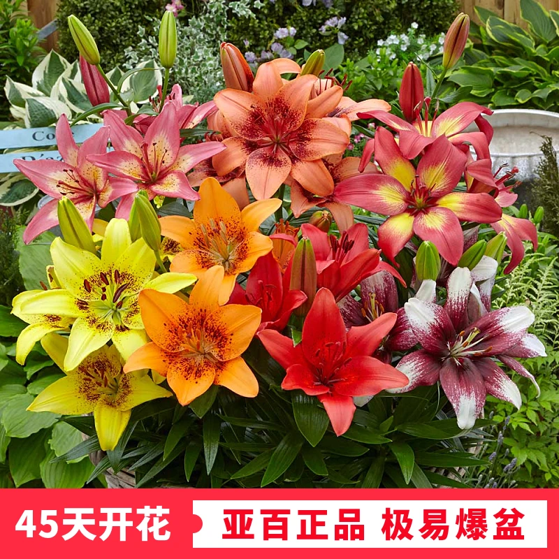 多花苞爆盆盆栽矮化进口百合花种球 重瓣包开花包对版 丰收栽培