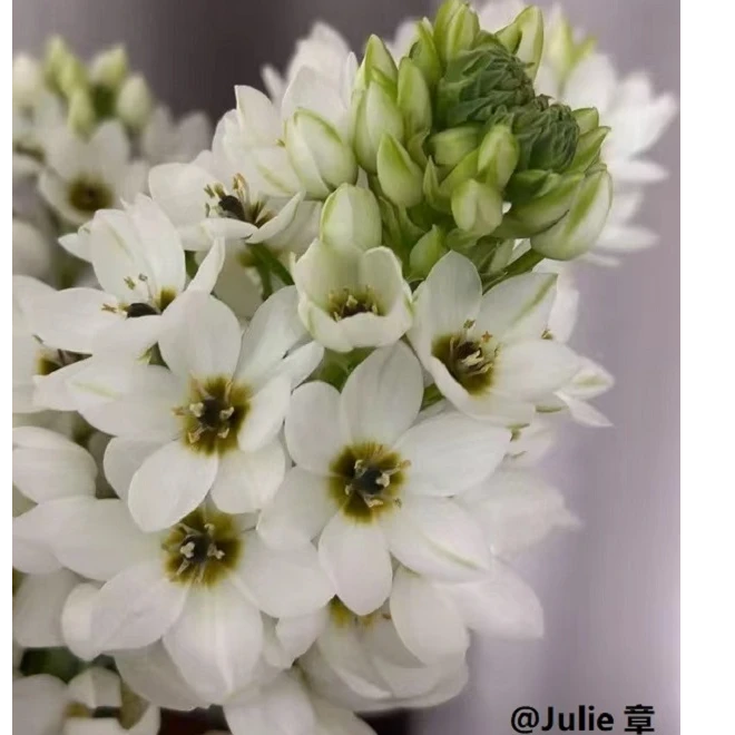 圣心百合种球多年生宿根花种子9月种密植盆栽地栽