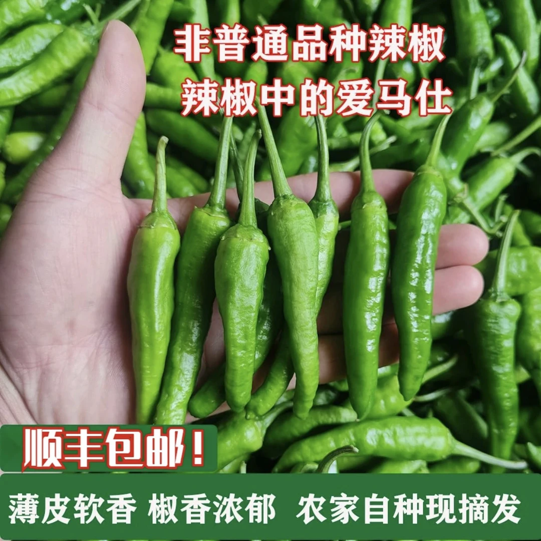 【顺丰包邮】新鲜软皮樟树品种小青椒鲜嫩现摘新鲜辣椒微辣樟树辣椒