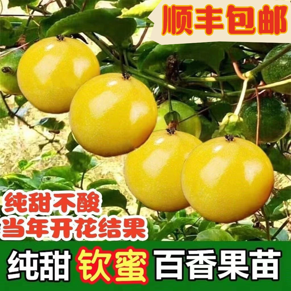 纯甜黄金百香果黄金9号百香果树苗正品嫁接四季爬藤当年结果盆栽
