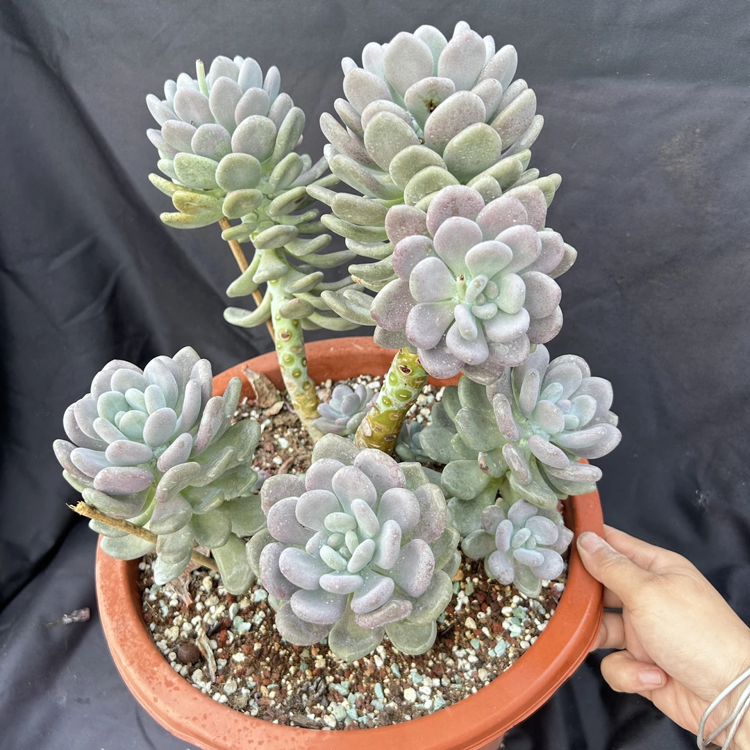 精品多肉月美人老桩