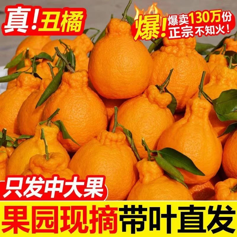 正宗四川春见耙耙柑1-8斤橘子水果当季丑八怪粑粑柑桔子丑柑桔
