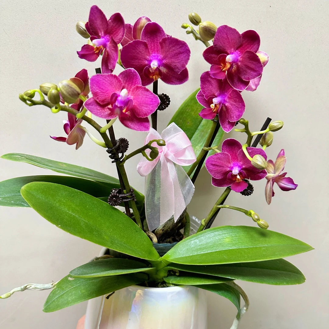 【甜心公主（双花剑）】雨后淡香型颜色喜庆好看桌面花型蝴蝶兰室内