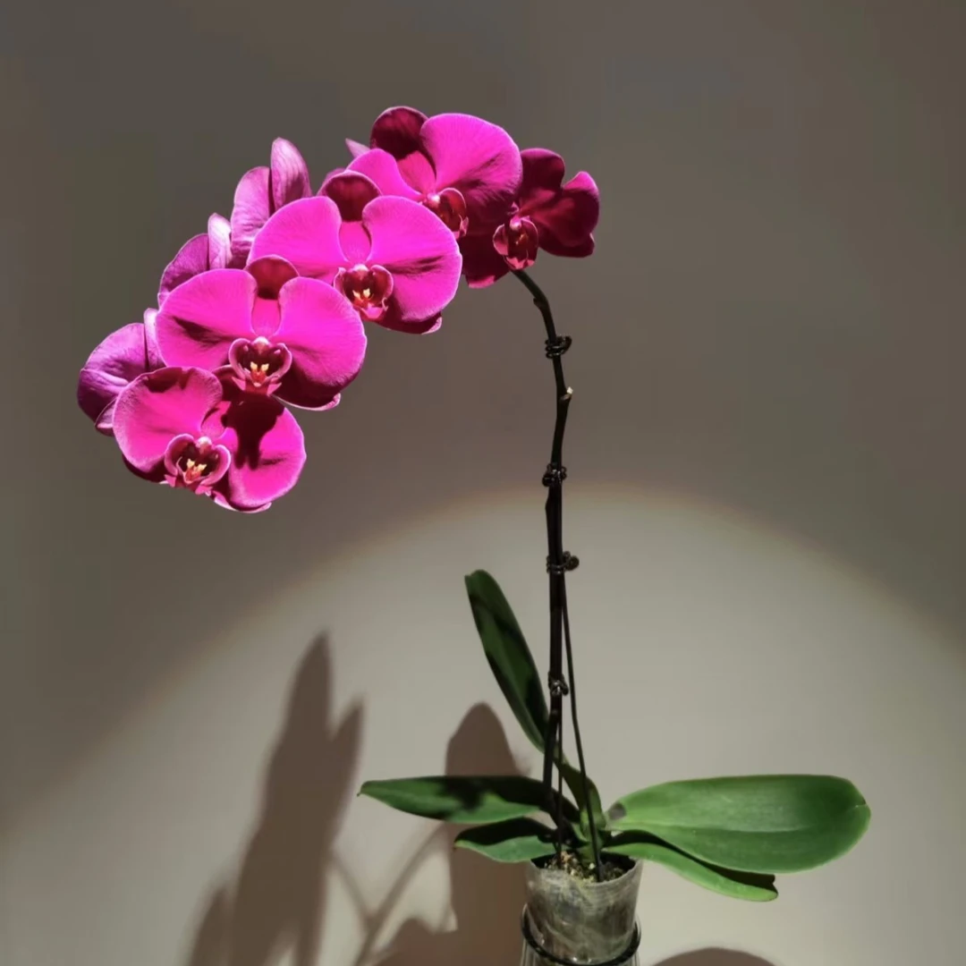 【大辣椒】（紫红色系）蝴蝶兰花卉高雅别致好养易蝴蝶兰花卉