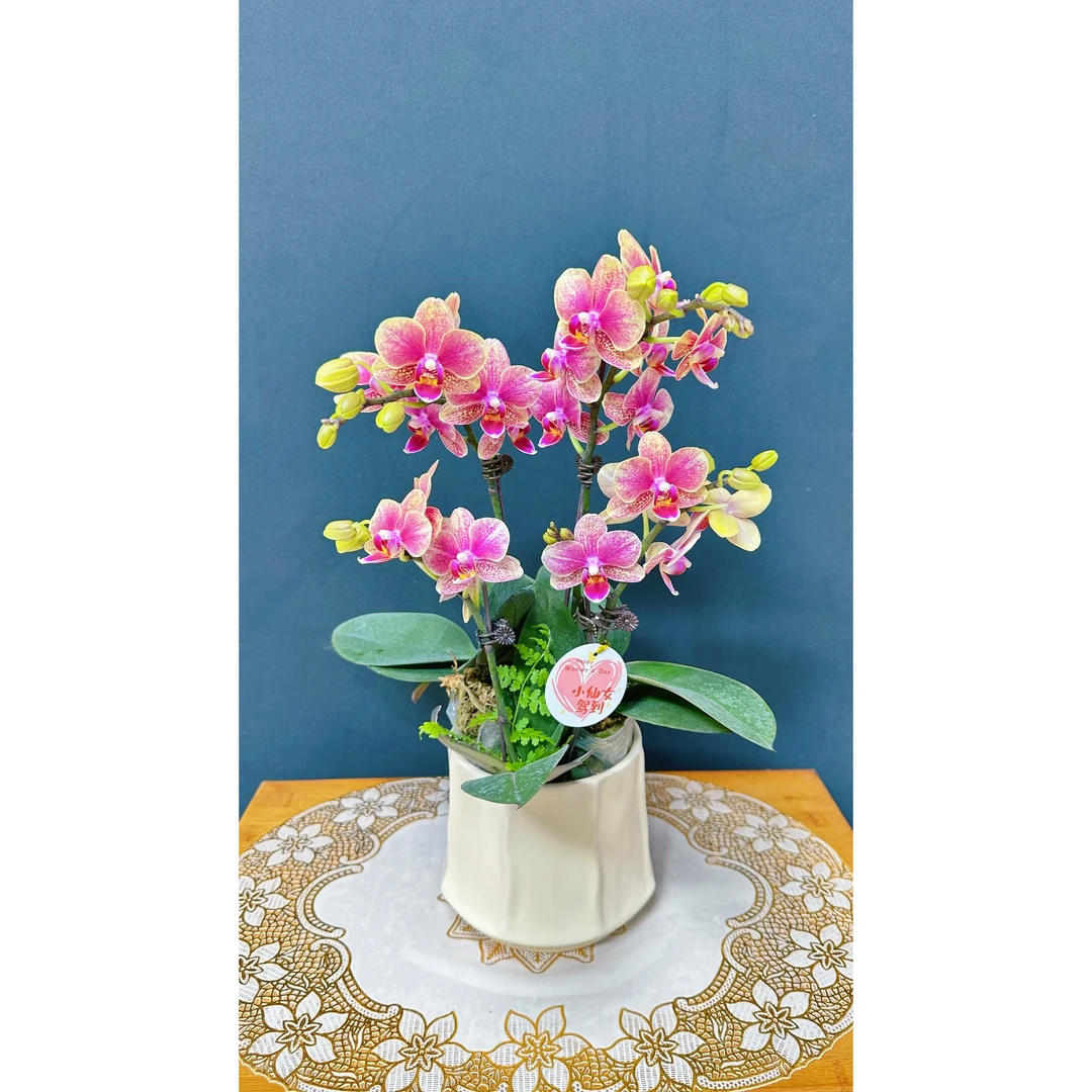 【金蝶（聚宝盆】喜庆好看桌面花型蝴蝶兰花期长