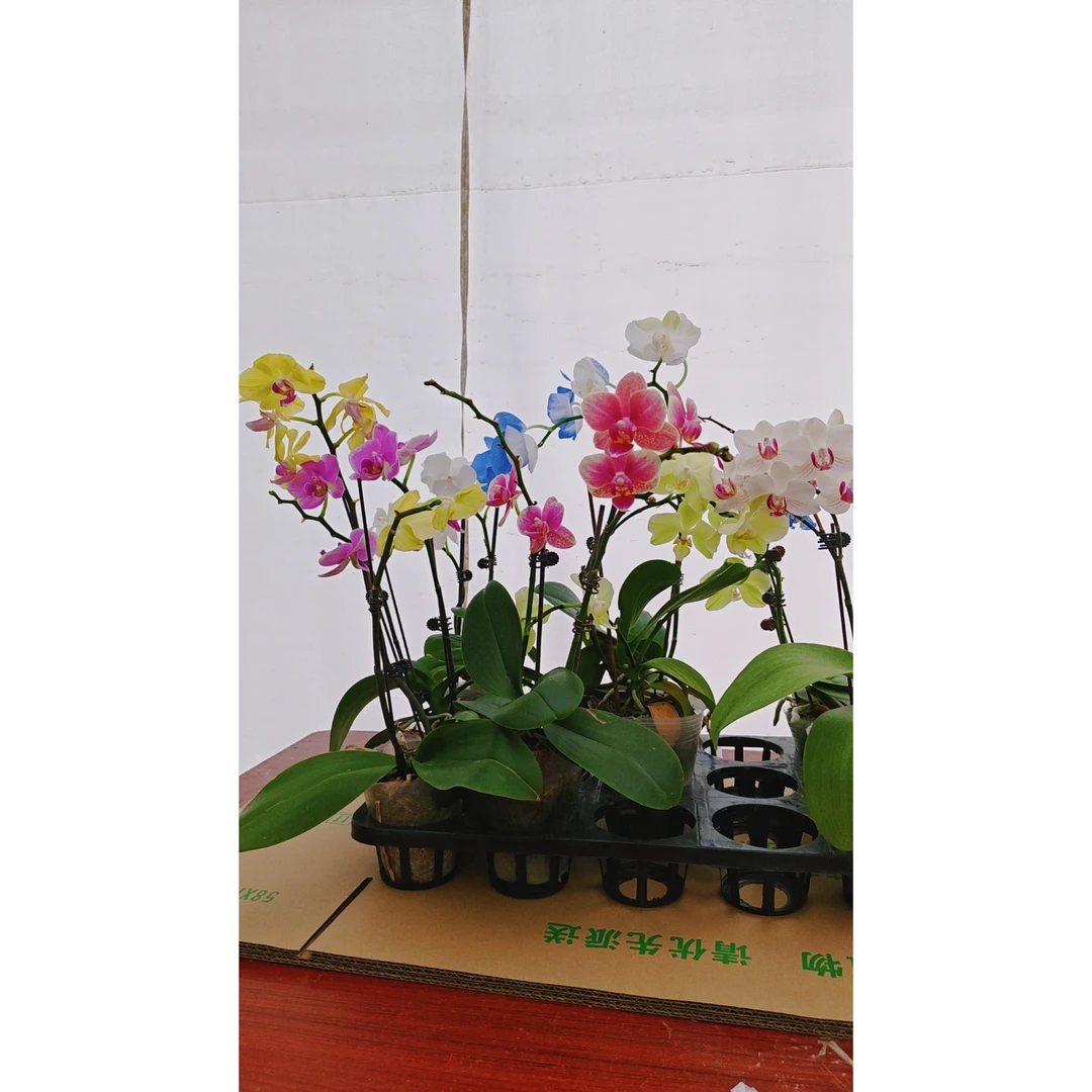 2棵【花后苗（不剪枝带花）】保证对版可要不同颜色蝴蝶兰多品种随机