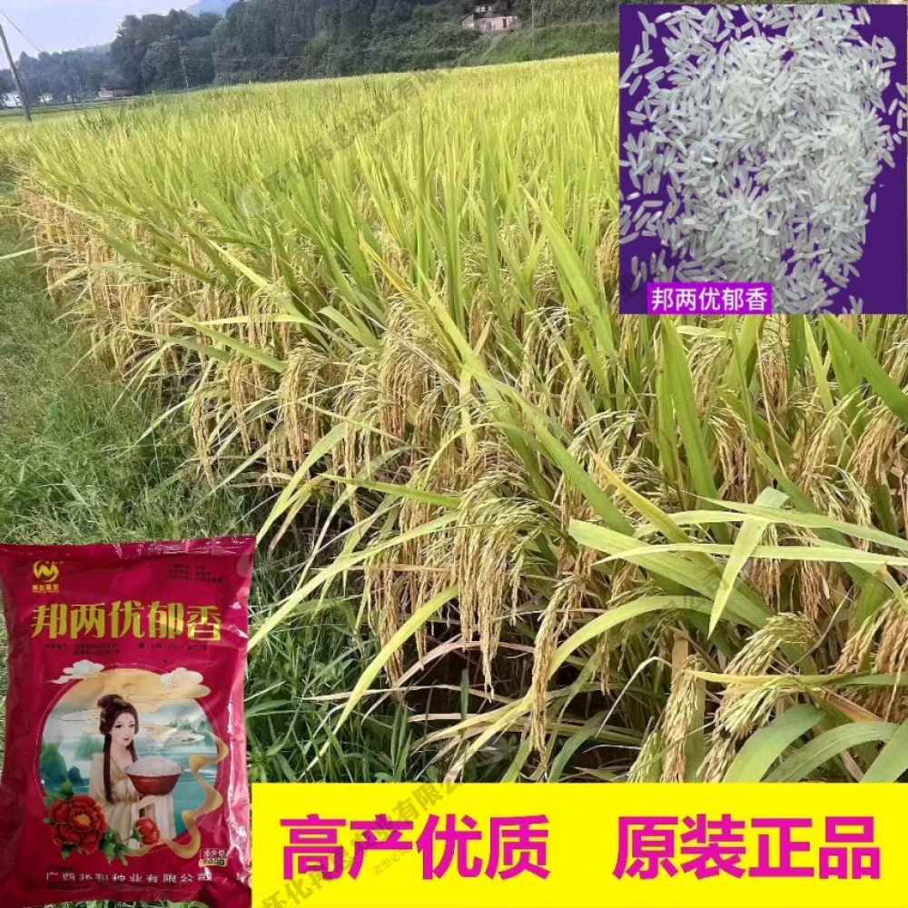 高产丝苗米杂交水稻种子邦两优郁香二级优质米长粒超级稻原装正品