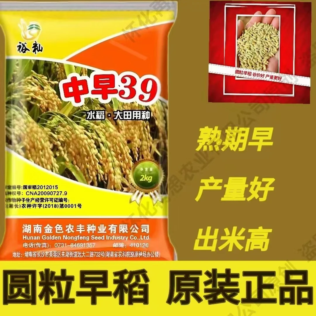 圆粒型早稻种子中早39早熟高产抗性好常规水稻种子可水稻种子批发