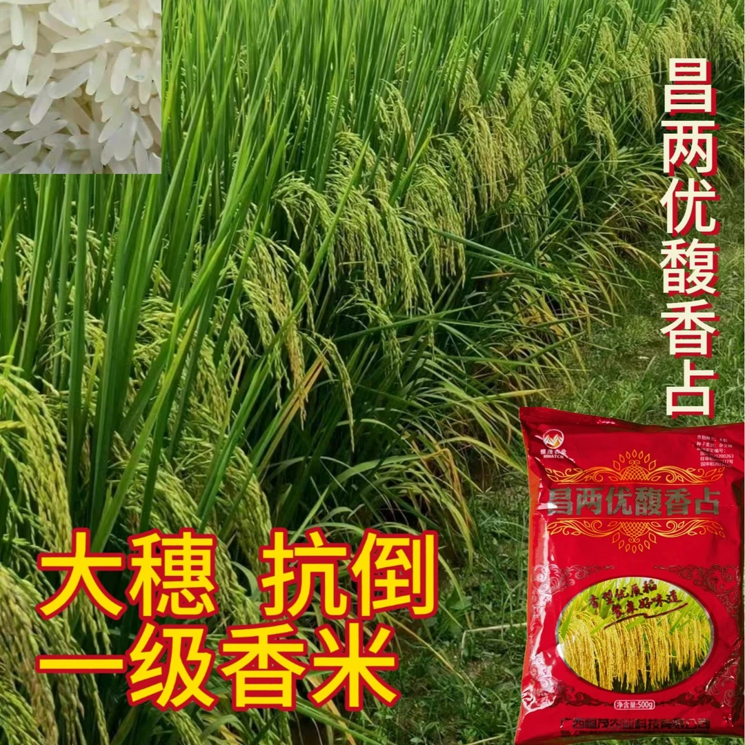 长粒一级香米谷种高产杂交稻抗倒迟熟昌两优馥香占水稻种子批发