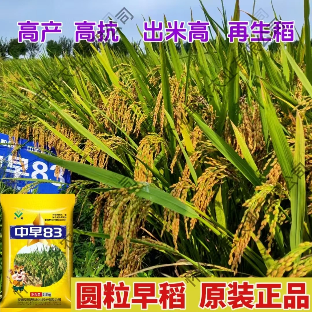 圆粒型早稻种子中早83常规稻可留种高产高抗再生稲水稻种子批发