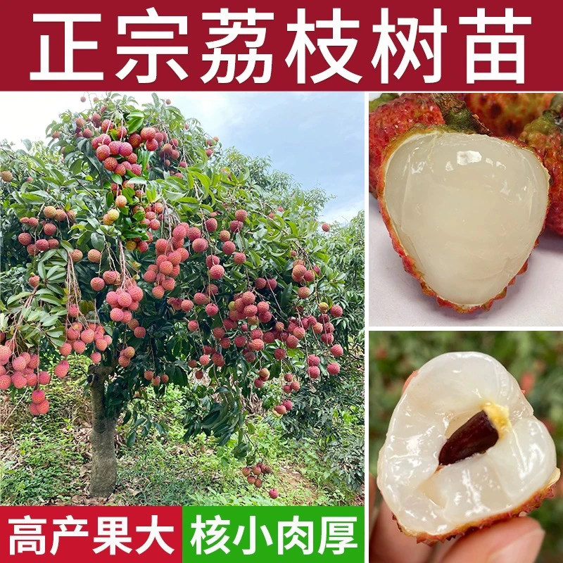广西荔枝树苗妃子笑桂味无核荔枝南方种植