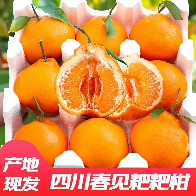 粑粑柑新鲜四川春见正宗超甜颗粒成熟香甜发货果粒多汁产品5-8斤