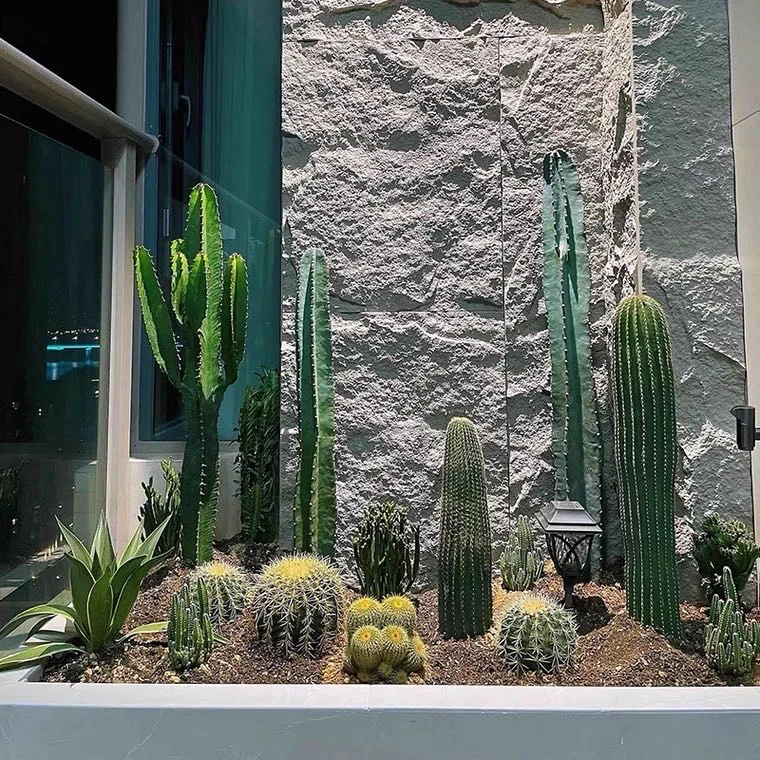 一物一拍②】65米—200米植物仙人球仙人柱仙人掌盆栽绿植好养活花卉