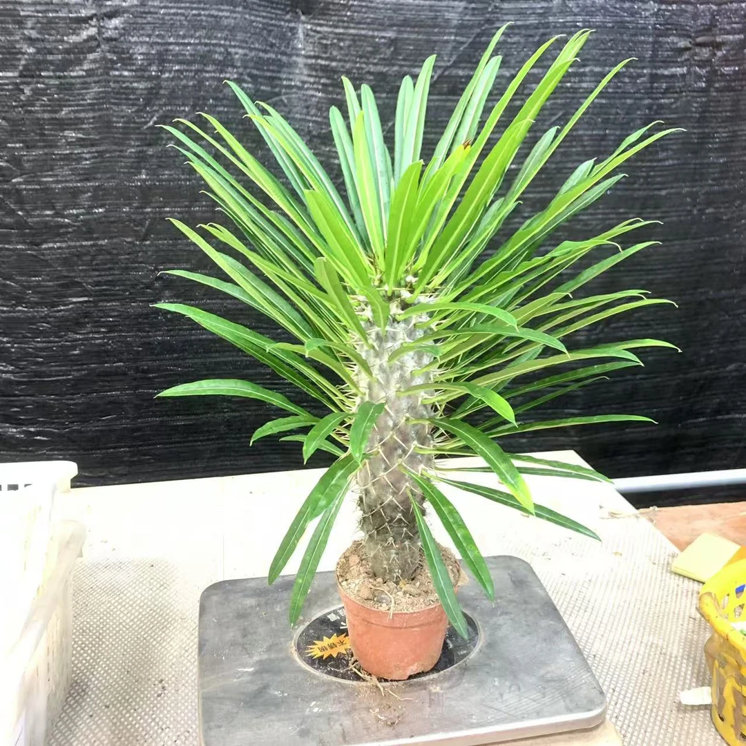 超大颗非洲霸王树开花盆栽耐旱沙生植物造景植物大型多肉景观植物