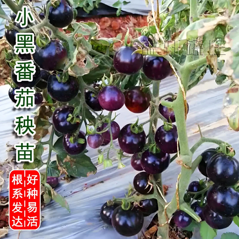 黑珍珠番茄秧苗黑晶番茄种苗四季阳台盆栽易种植番茄蔬菜种子