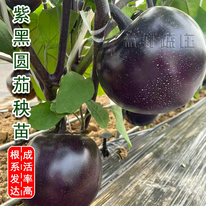 嫁接茄子苗圆茄四季阳台庭院盆栽寿光茄子苗种子直发带土