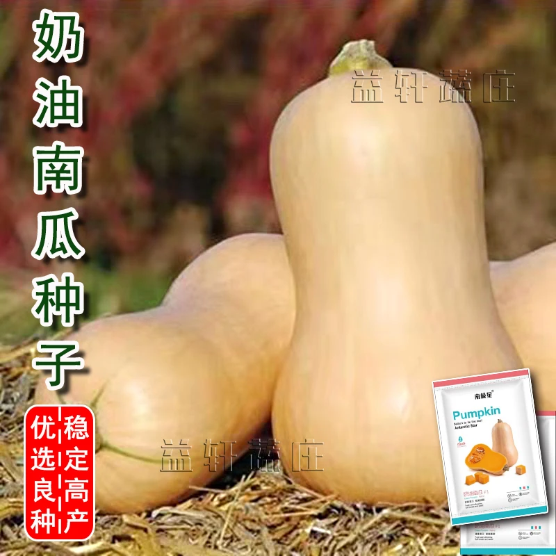 奶油南瓜种子种籽阿根廷香甜孑小籽种春季种的贝贝蔬菜孑菜种菜籽