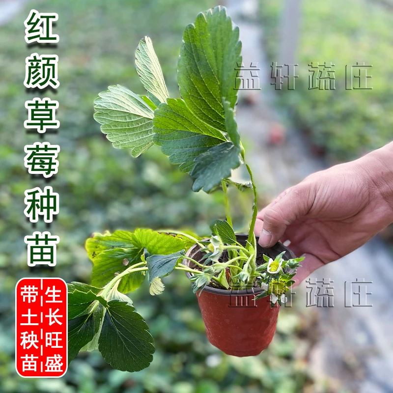 草莓苗原盆原土发货红颜草莓地栽大果育苗杯阳台白雪公主草莓盆栽