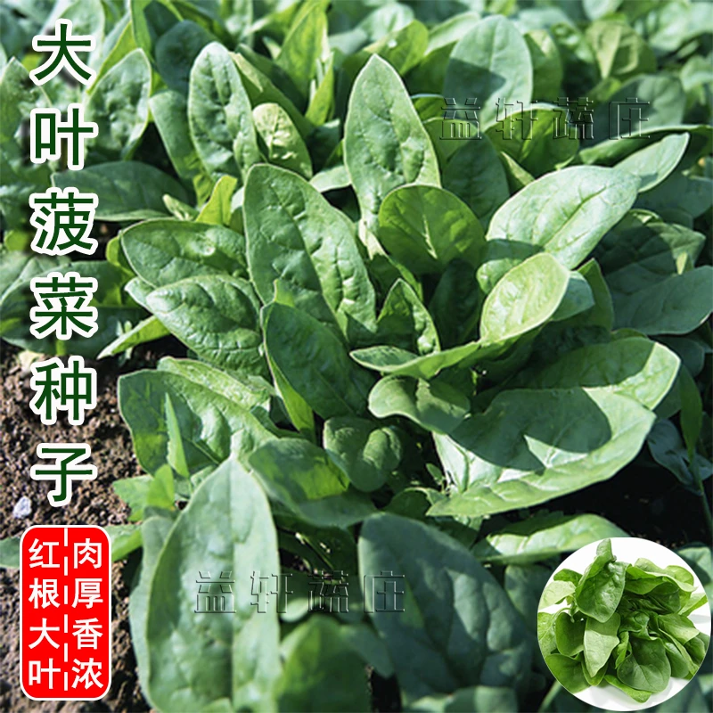 大叶菠菜种子四季蔬菜春季籽种阳台种籽抗热菜种盆栽波菜孑菜籽子