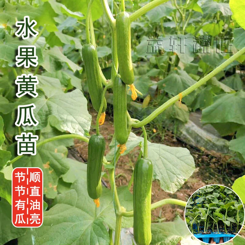 蔬菜种子优质水果黄瓜阳台四季苗秧盆栽春秋黄瓜籽旱水果黄瓜种孑
