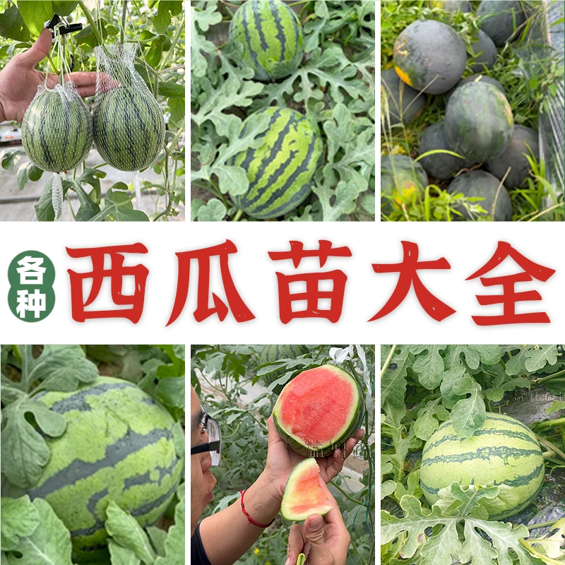 西瓜苗合集西瓜苗大全嫁接大西瓜小西瓜苗原根大西瓜小西瓜苗爬藤