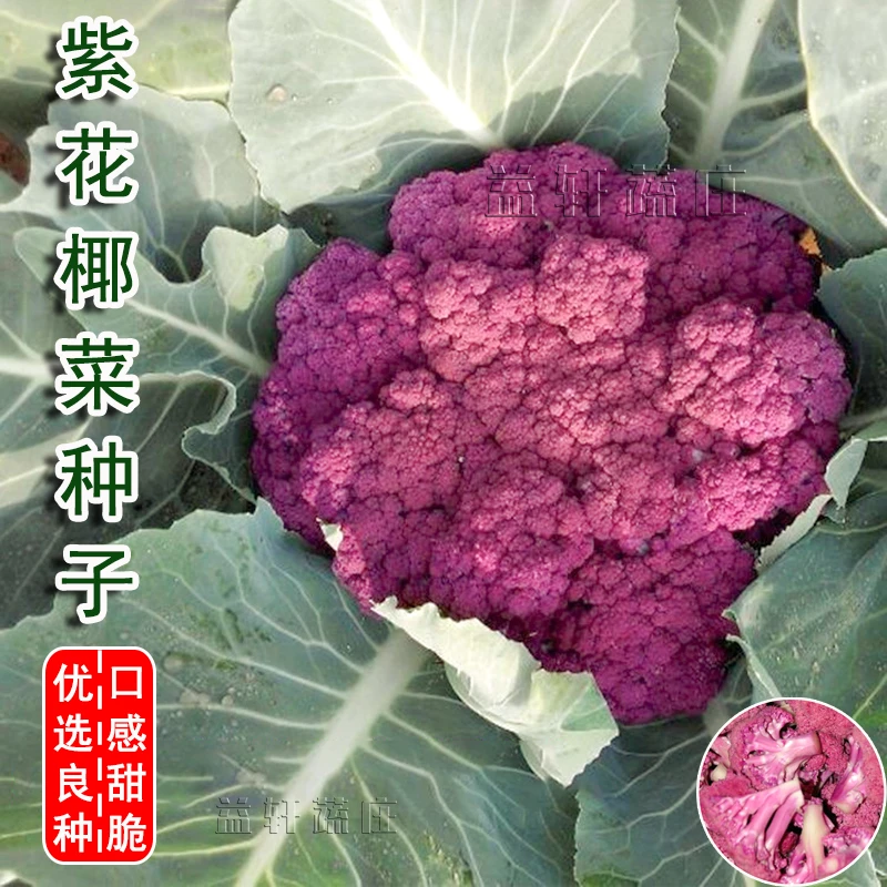 紫花椰菜种子菜花西蓝花种籽春秋四季播高产大田阳台蔬菜种孑