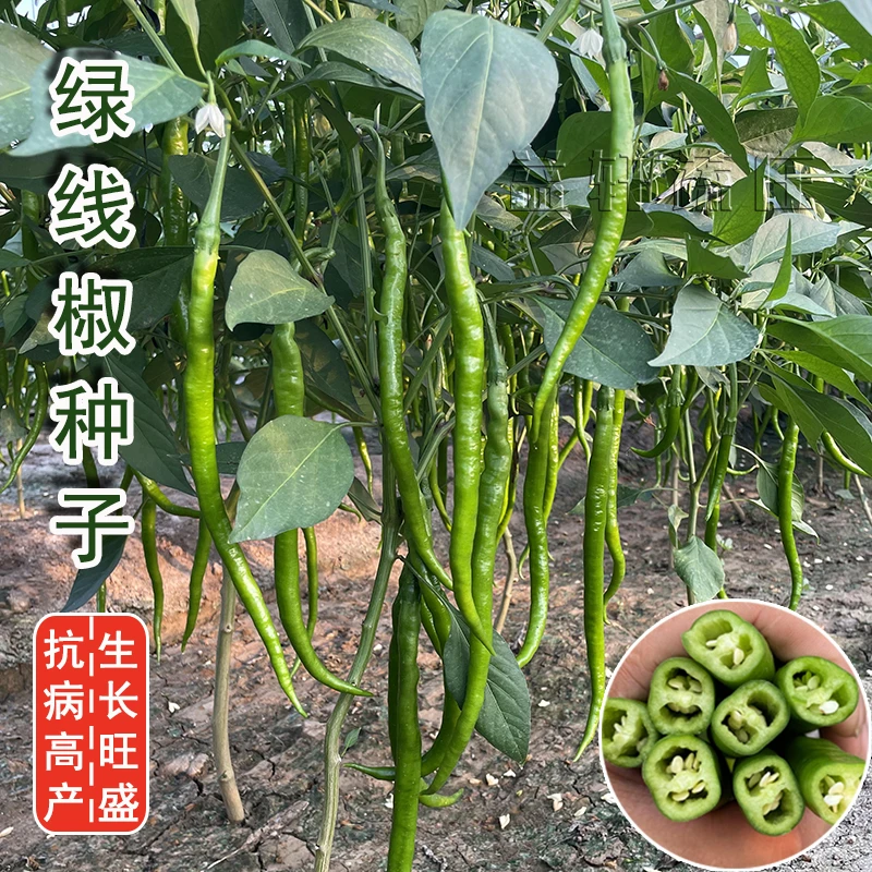 黑龙线椒种子优选辣椒苗超辣四季香辣高产特大蔬菜籽春季南方种孑