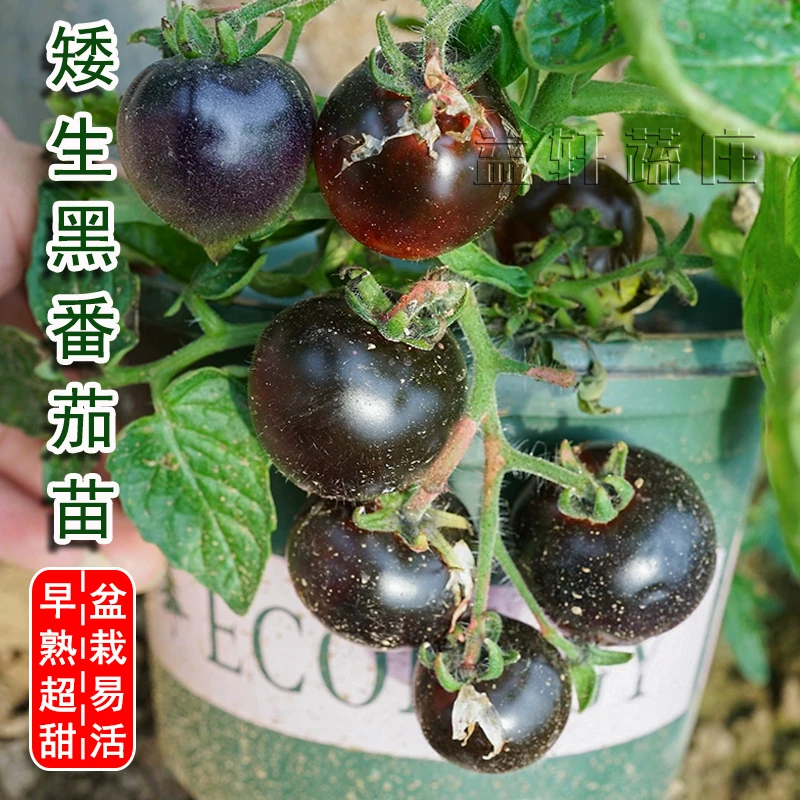 寿光黑红矮生樱桃番茄秧苗室内懒人小番茄苗樱桃番茄种苗