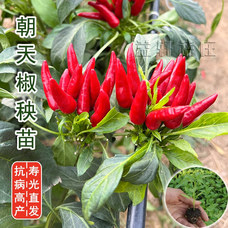 朝天椒苗子秧苗辣椒苗超辣四季种植食用高产秧苗阳台盆栽苗子秧苗