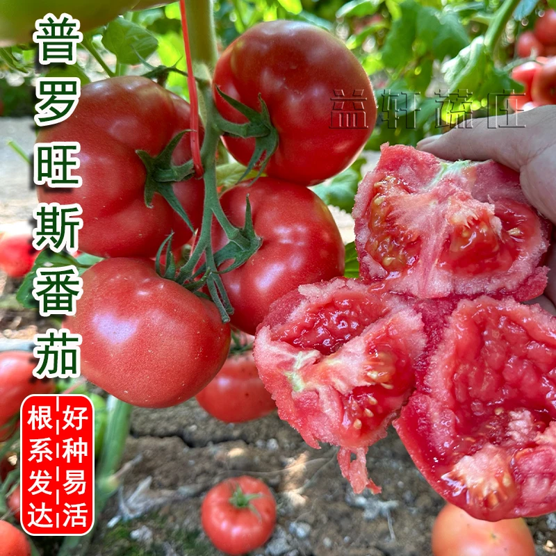 老品种沙瓤番茄苗种子籽普罗旺斯番茄西红柿幼苗盆栽四季蔬菜