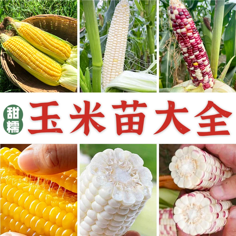 益轩蔬庄各种玉米苗白糯黄糯黑糯彩糯大糯粘玉米香甜软糯玉米秧苗