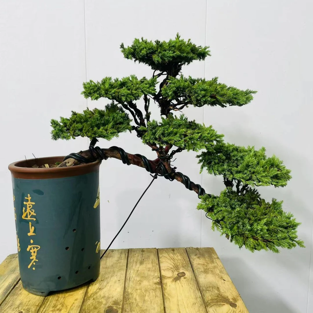 松柏盆景室内盆景罗汉松盆景柏树盆景