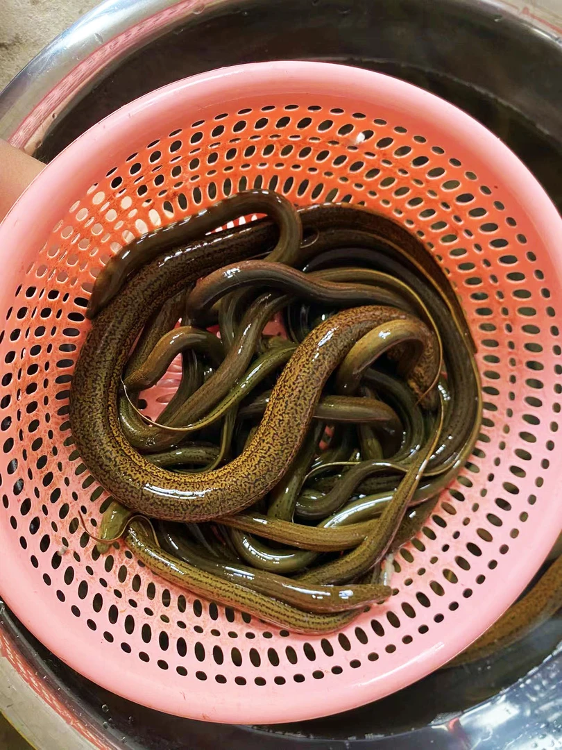 3斤单条1.5两以上野生黄鳝钱盘龙鳝顺丰冷链包邮包活