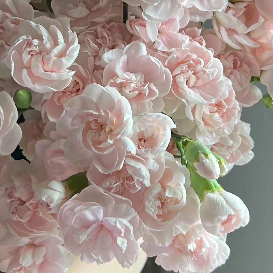 多头康乃馨 仙气飘飘 三单免邮费